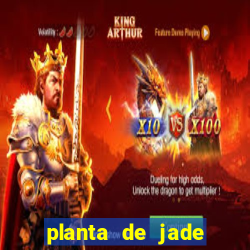 planta de jade significado espiritual